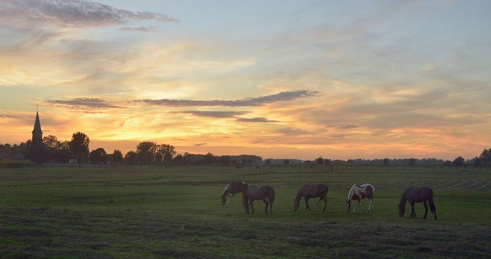 Horses in the evening light.