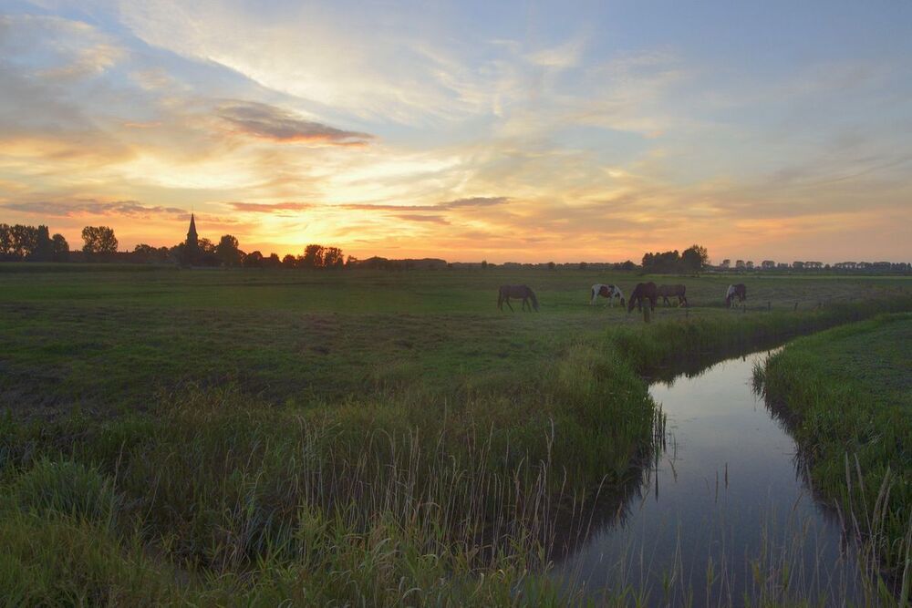 Horses in the evening light.