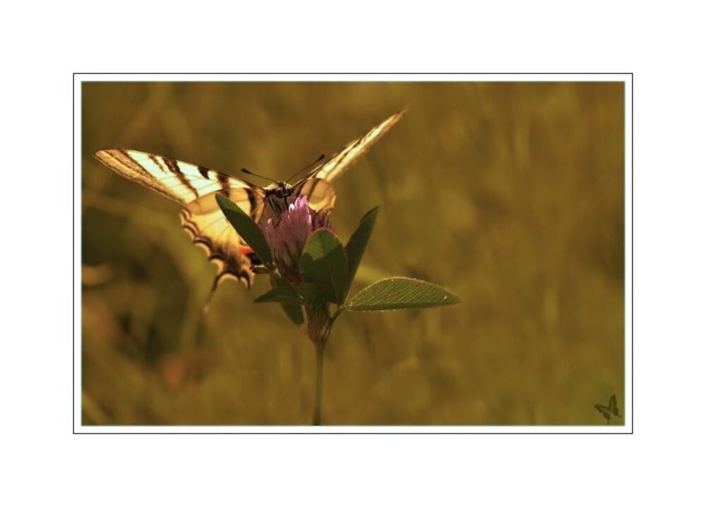 papilio machaon