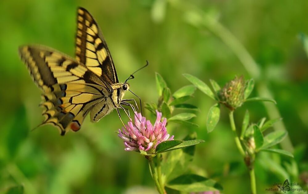 papilio machaon