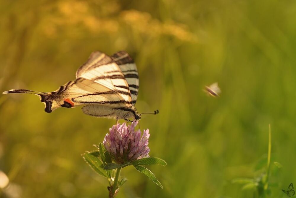 papilio machaon