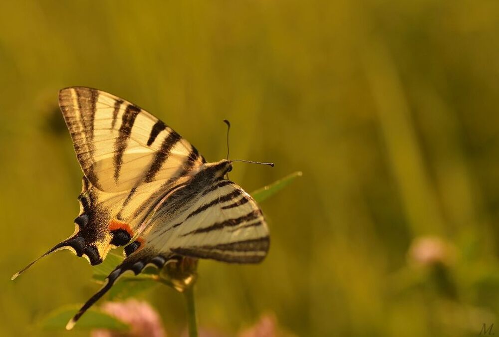 papilio machaon