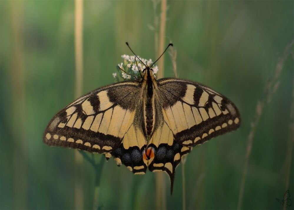 papilio machaon
