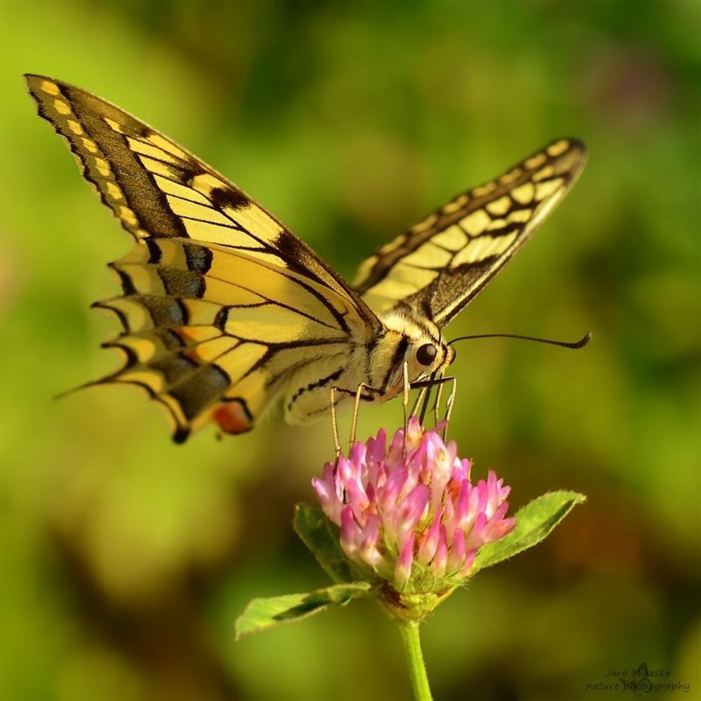 papilio machaon