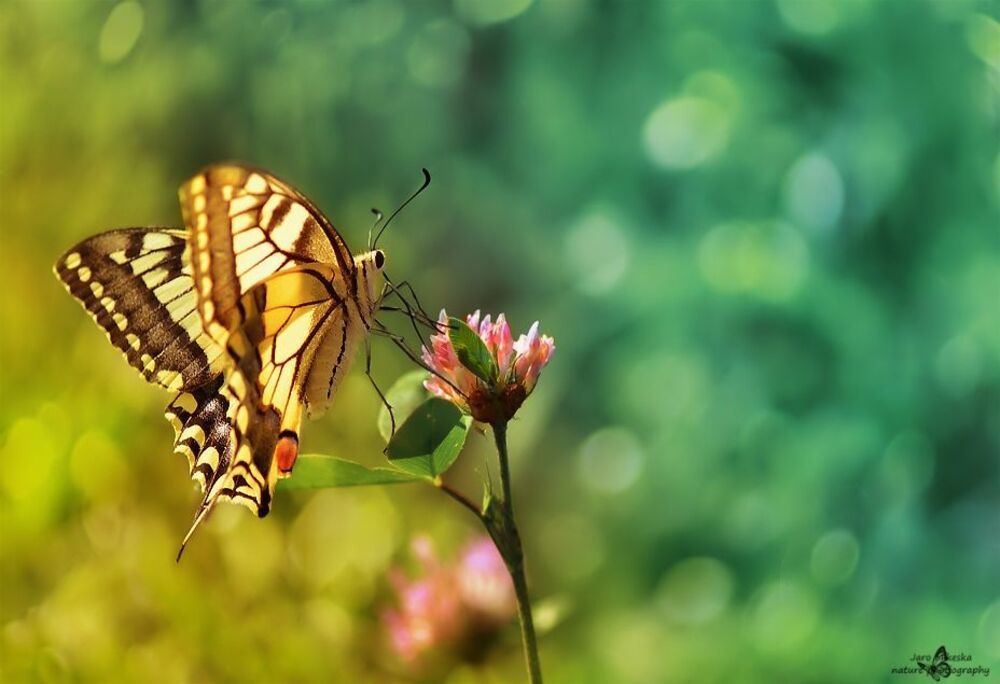 papilio machaon