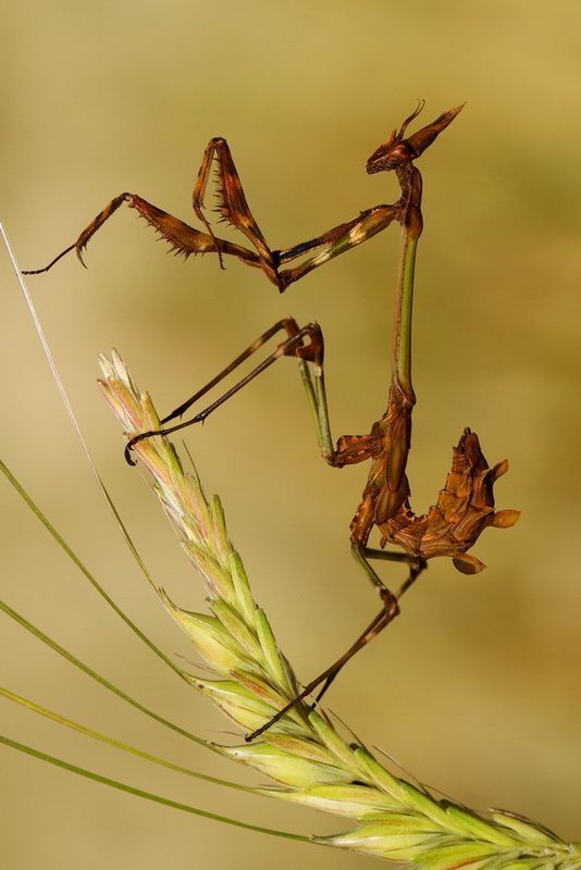 Empusa