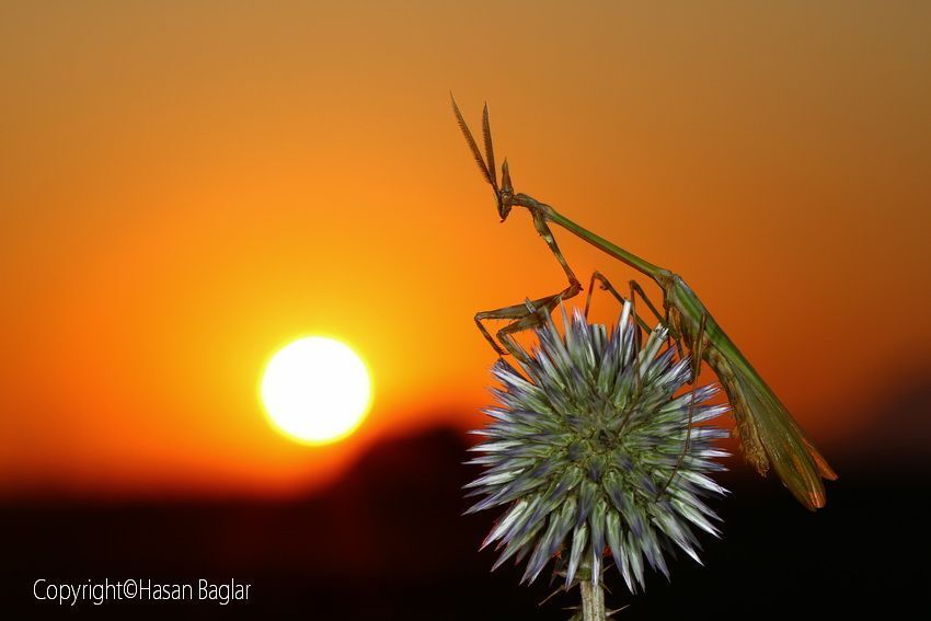 Fasciata @ Sunset