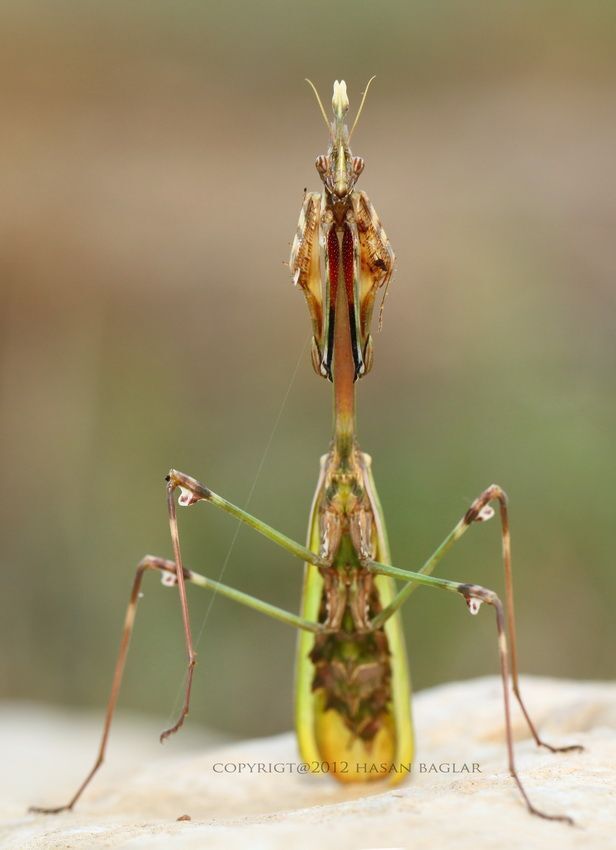 Guard