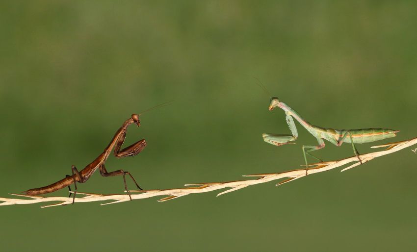 That's Fight
