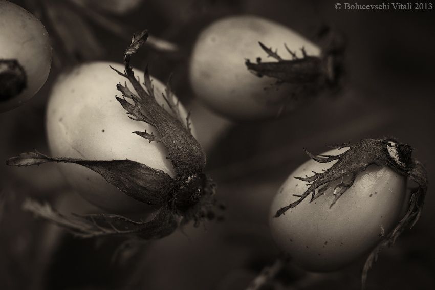 Элементы продолжение