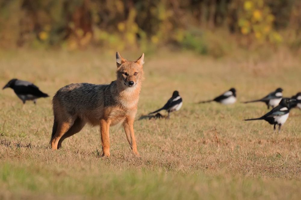 Golden jackal (Canis aureus)