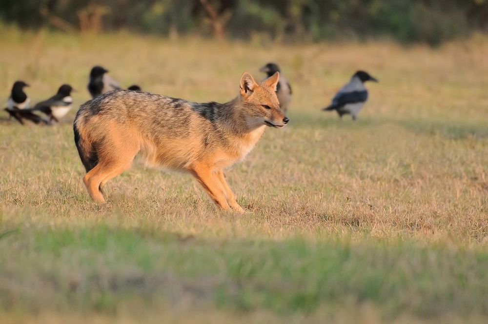 Golden jackal (Canis aureus)