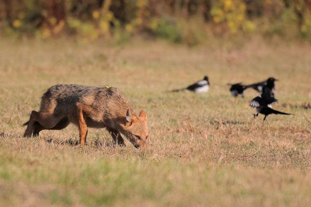 Golden jackal (Canis aureus)