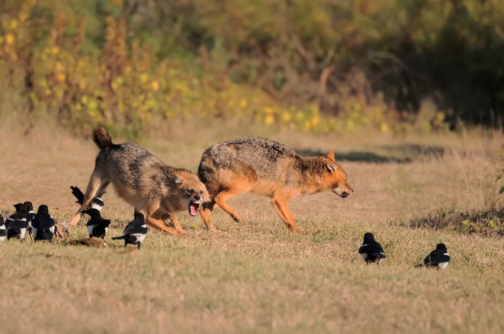 Golden jackal (Canis aureus)