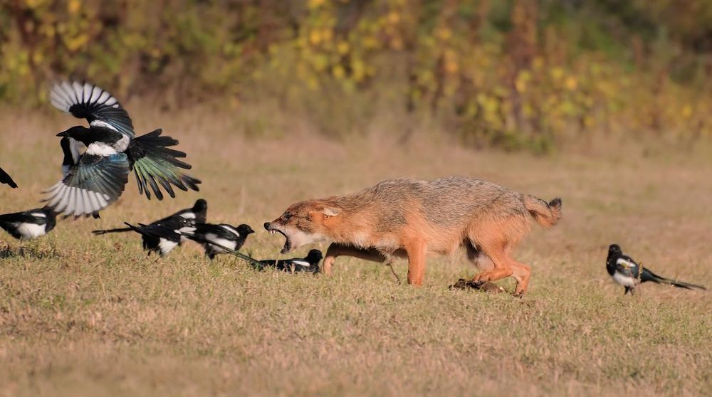 Golden jackal (Canis aureus)