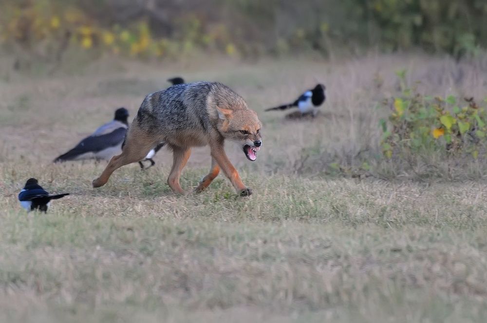 Golden jackal (Canis aureus)