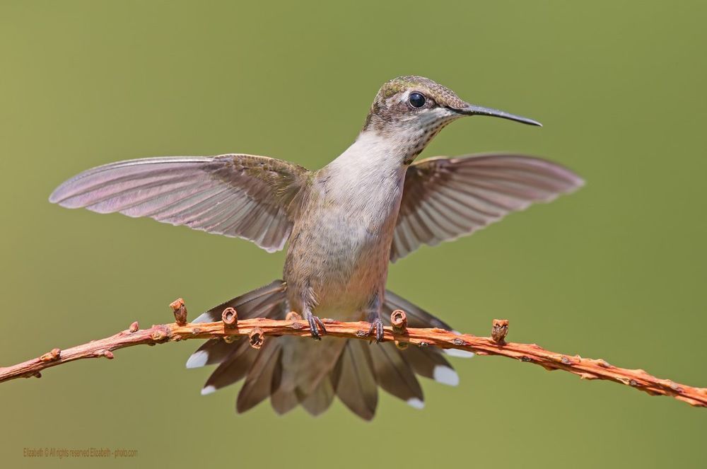 Hummingbird - Колибри