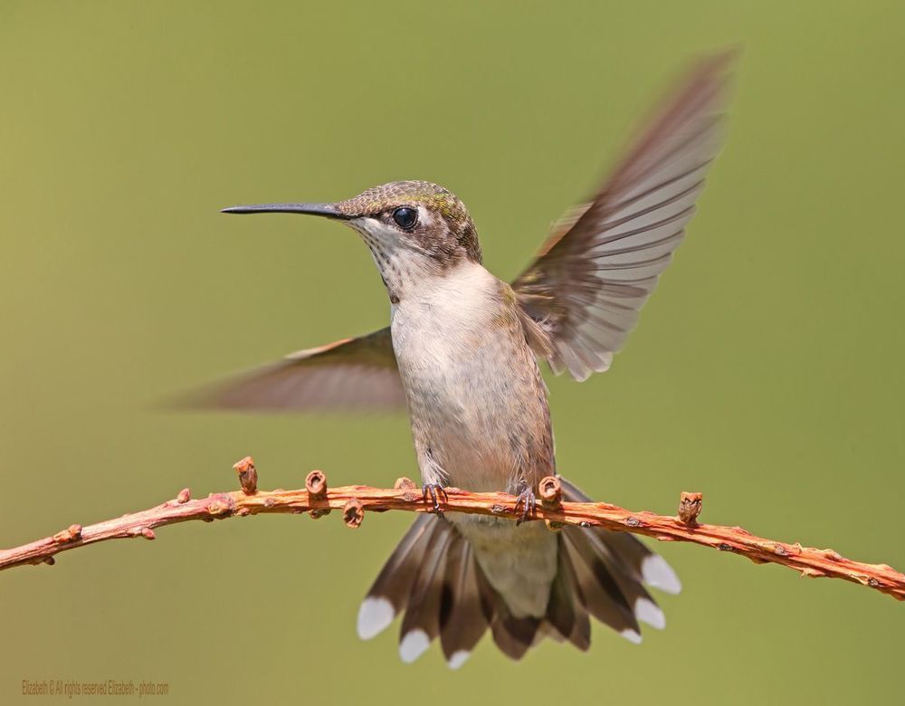 Hummingbird - Колибри