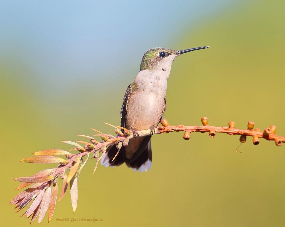 Hummingbird - Колибри
