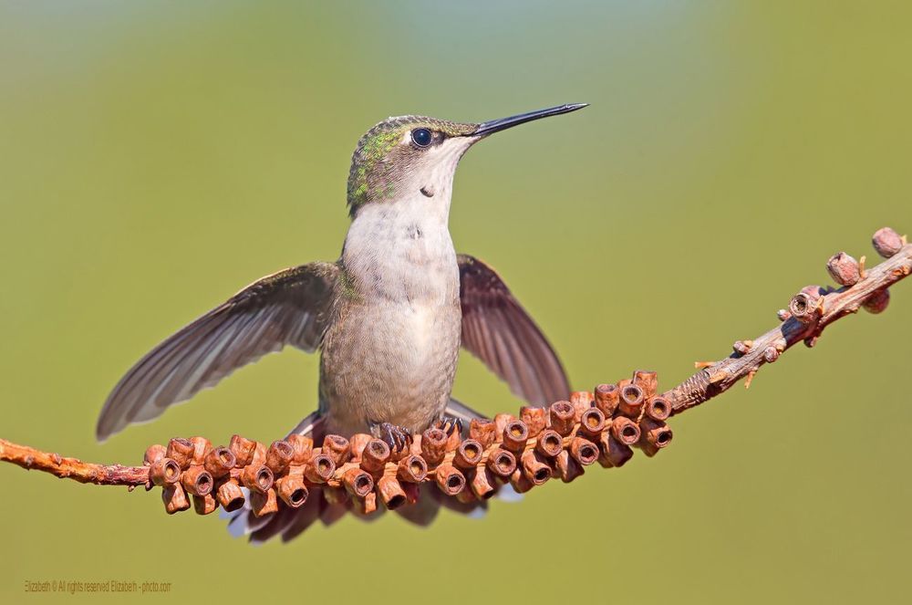 Hummingbird - Колибри