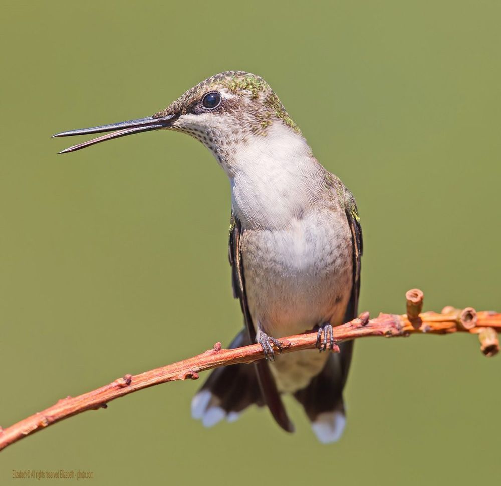 Hummingbird - Колибри