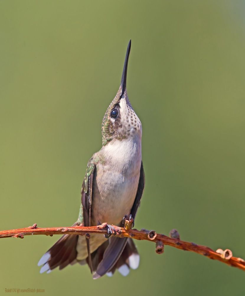 Hummingbird - Колибри