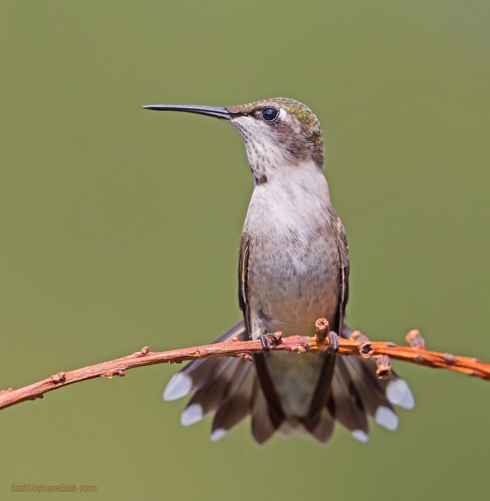 Hummingbird - Колибри