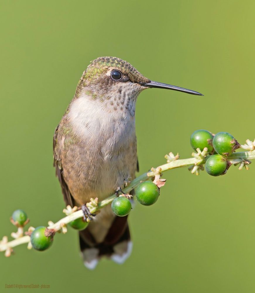 Hummingbird - Колибри
