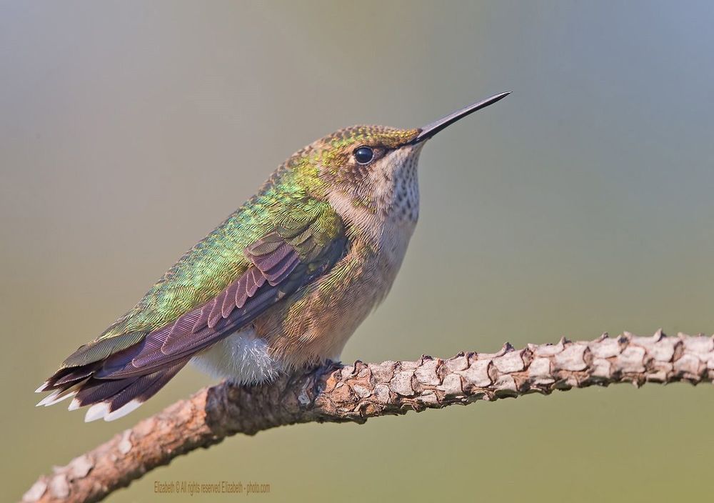 Hummingbird - Колибри