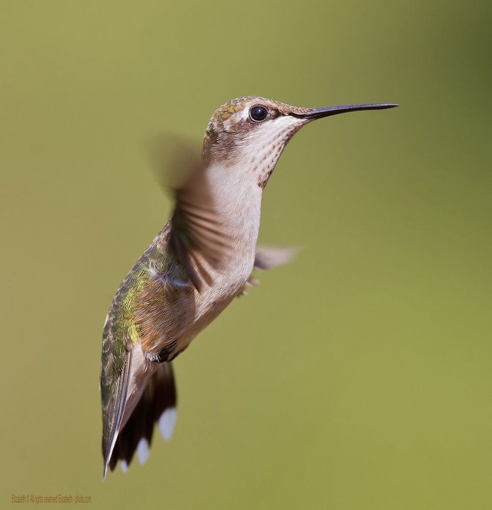 Hummingbird - Колибри