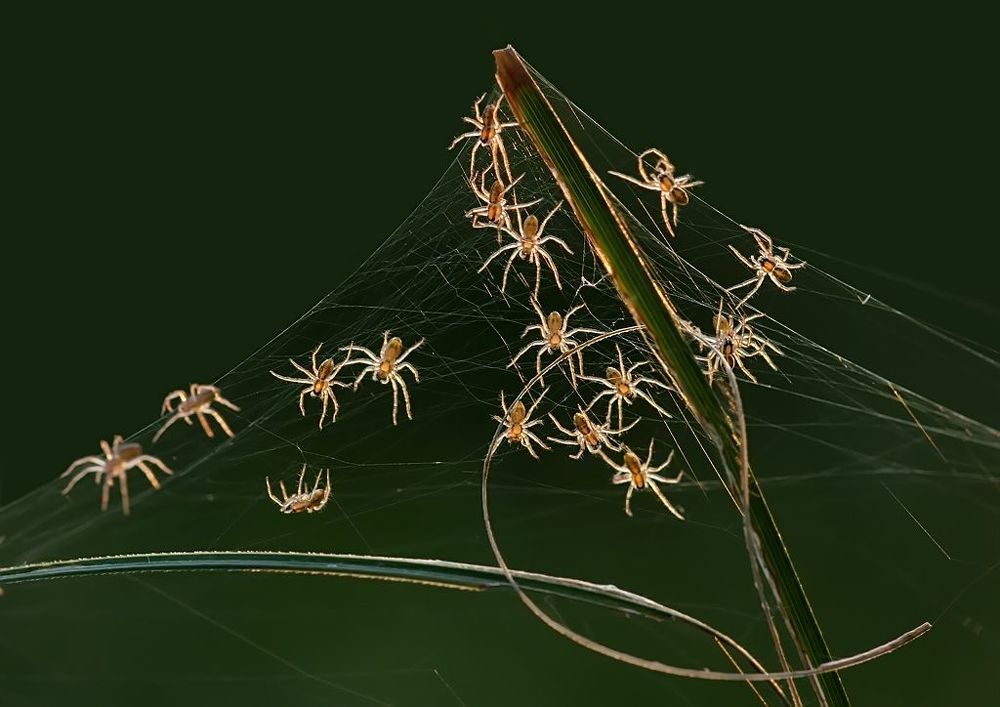 Китайские мотивы