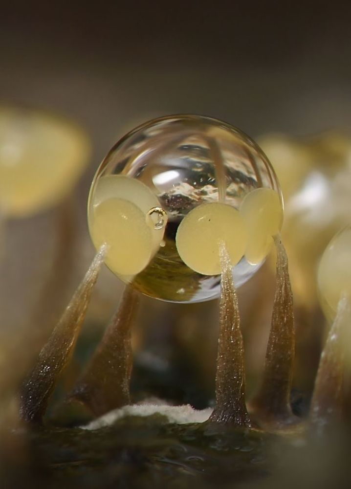 Атланты