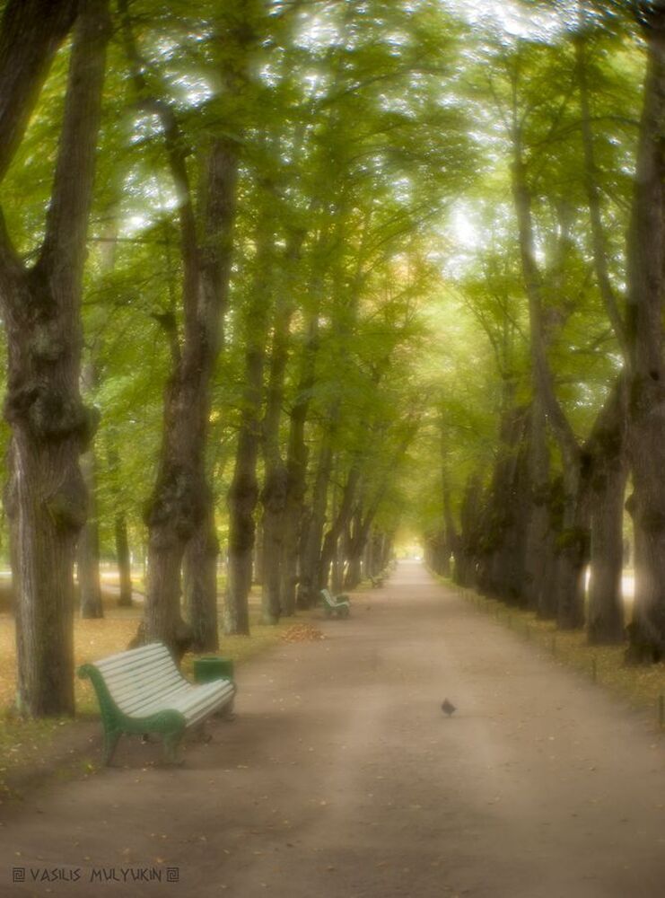 В Павловском парке ....