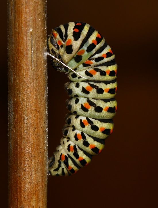 Swallowtail 2