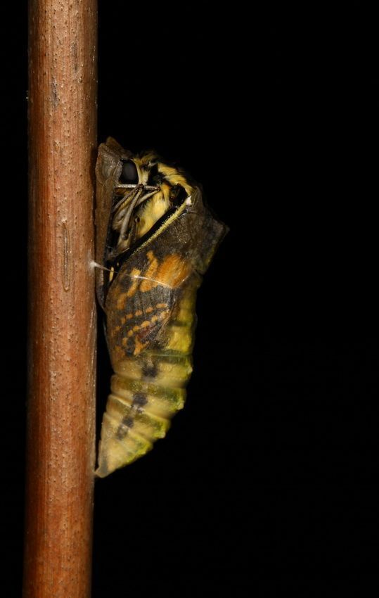 Swallowtail 2