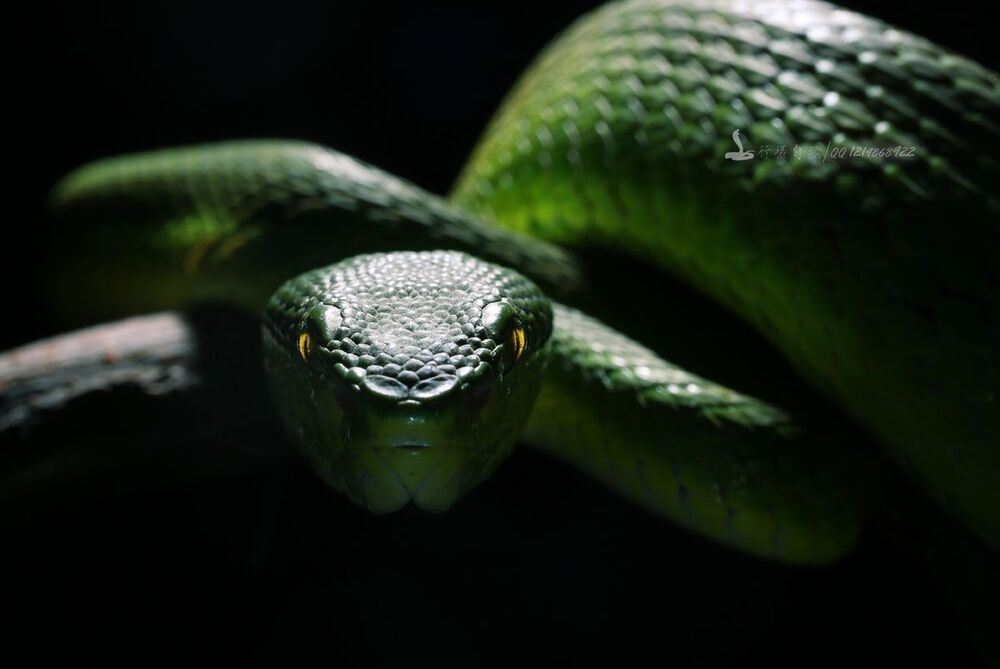 Trimeresurus хищников