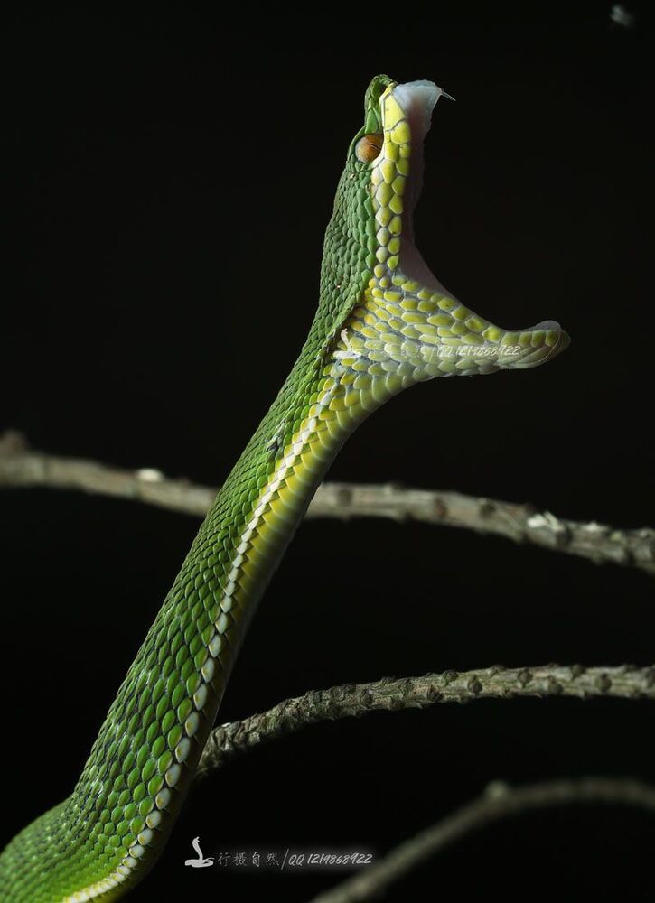 Trimeresurus хищников