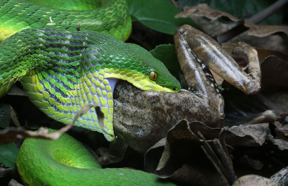 Trimeresurus хищников