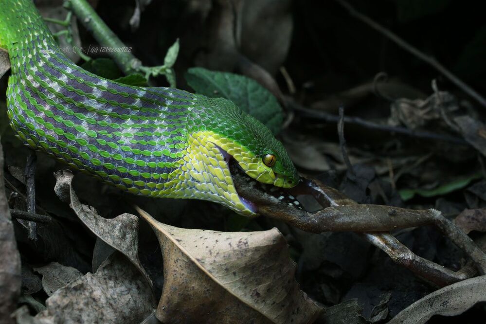 Trimeresurus хищников