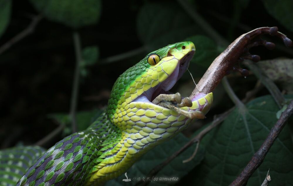 Trimeresurus хищников
