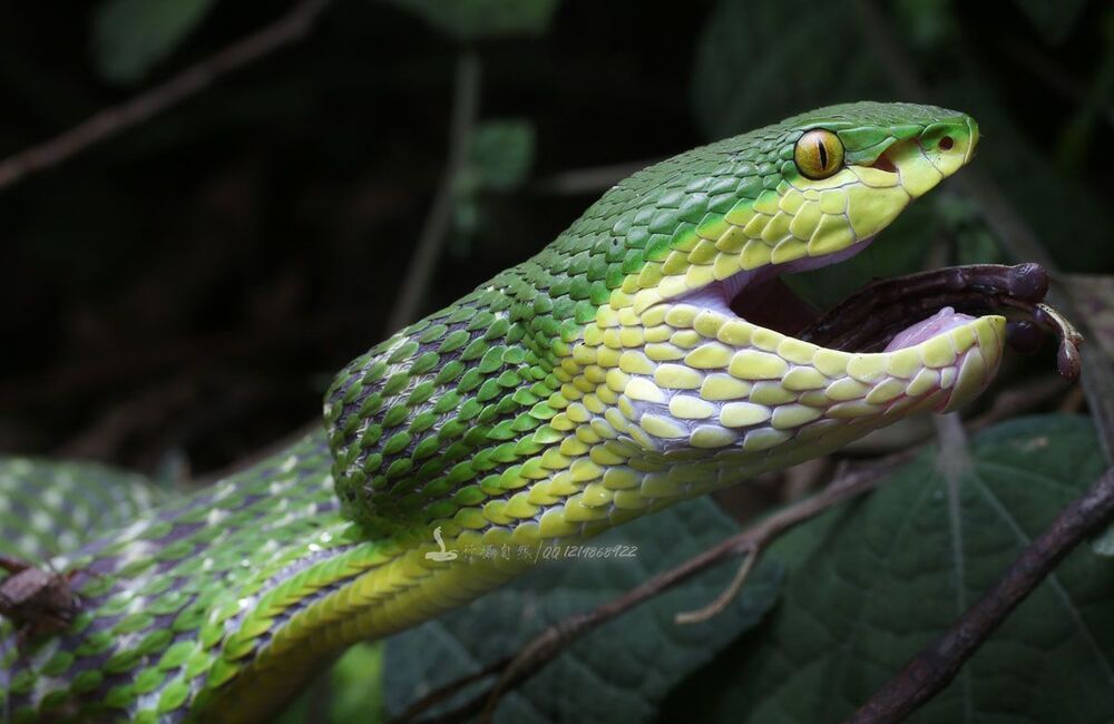 Trimeresurus хищников