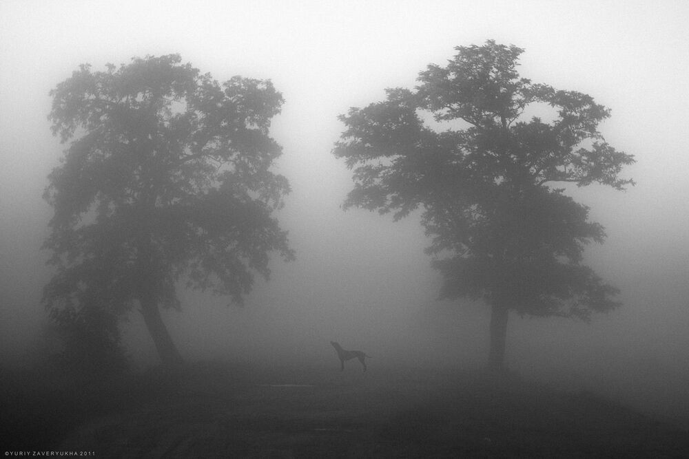 Shadow