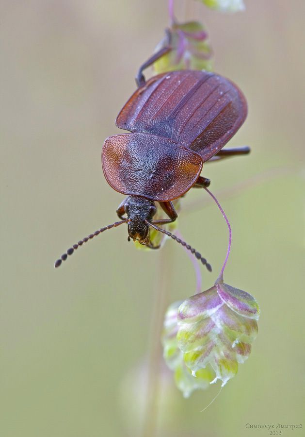Phosphuga atrata