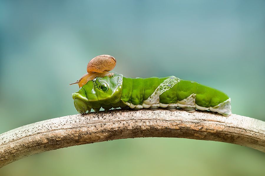 snail and larva