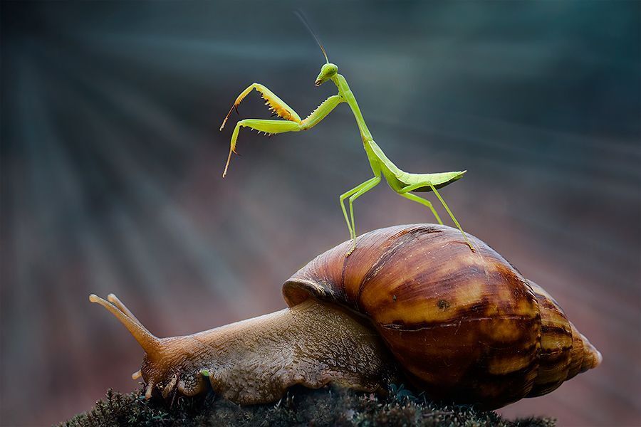 mantis and snail