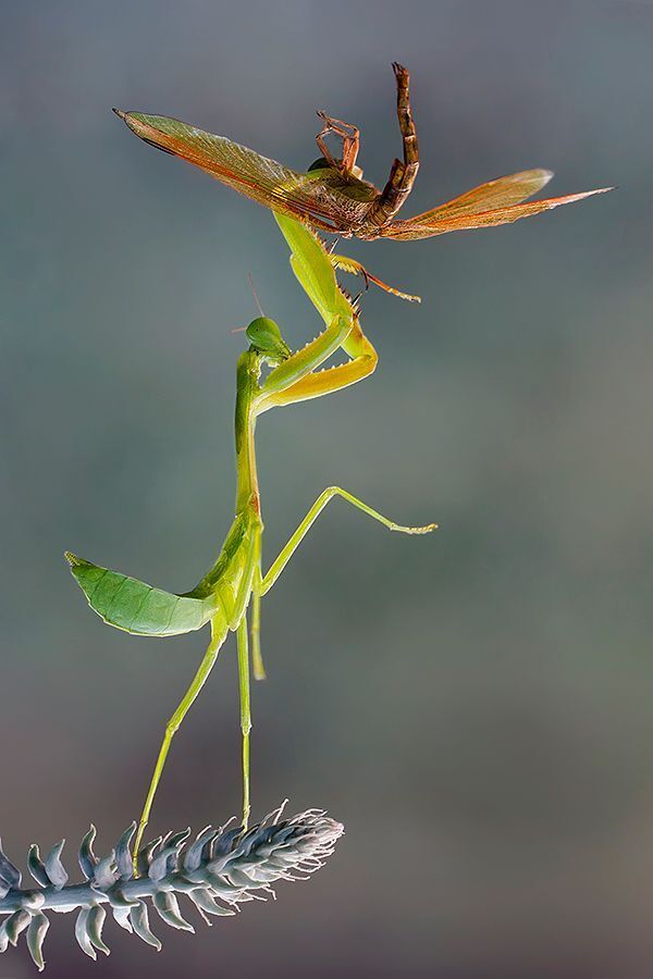 catch dragonfly