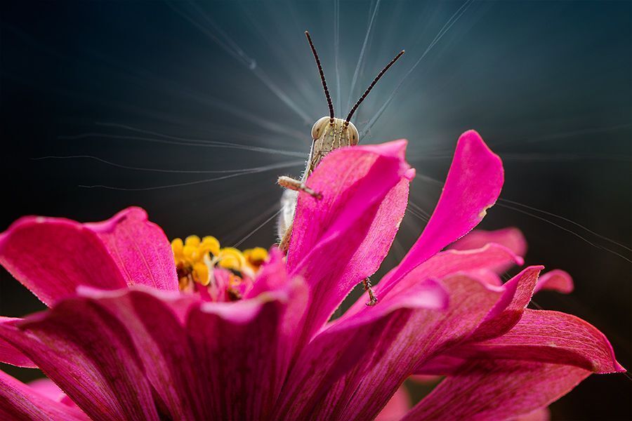 grasshopper