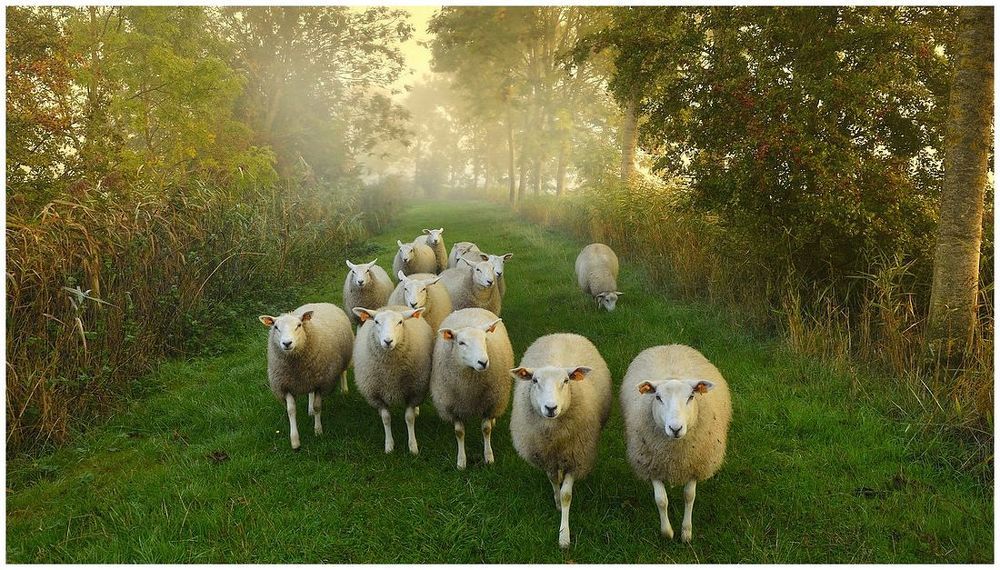 Sheep on an autumn morning.