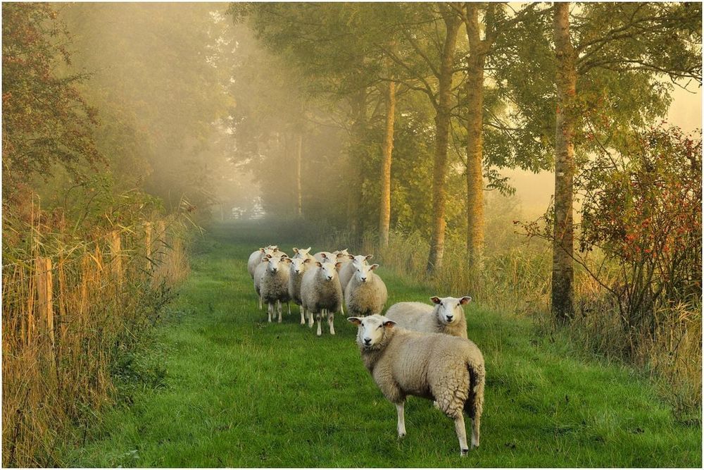 Sheep on an autumn morning.
