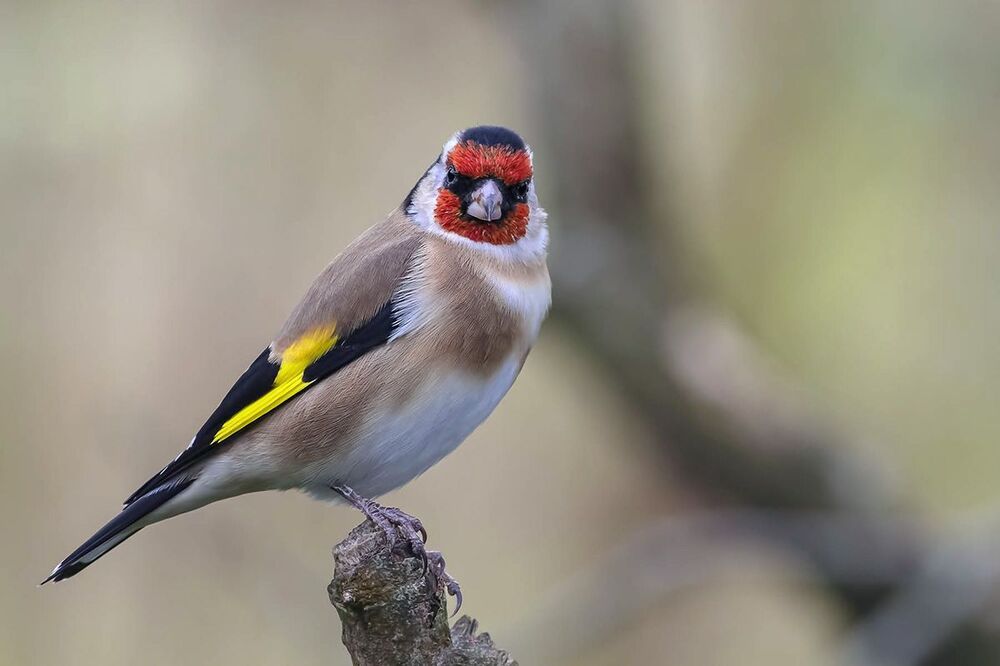 Щегол (Carduelis carduelis)